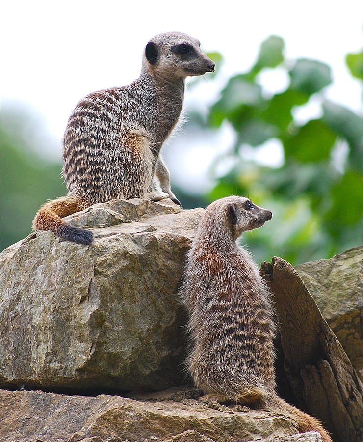 Meerkats Photograph by Louise Morgan