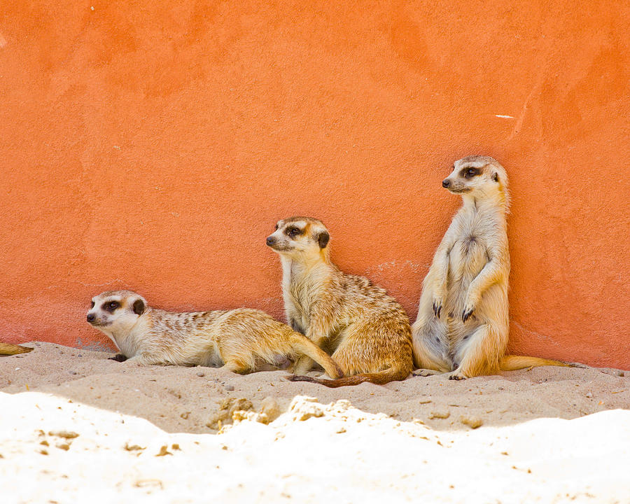 Meerkats Photograph by Pati Photography