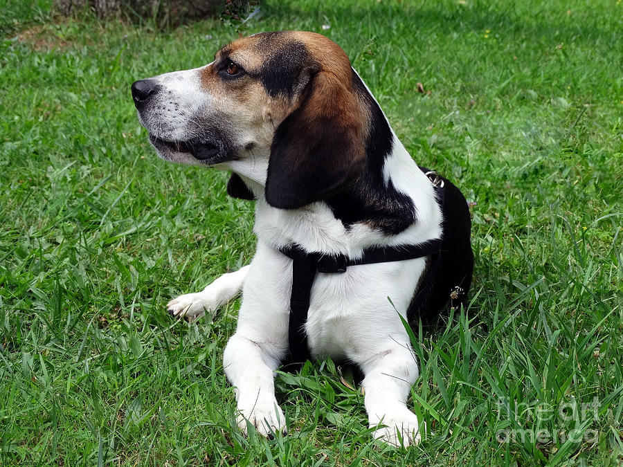 Beagle Photograph - Meet Apollo by Gena Weiser