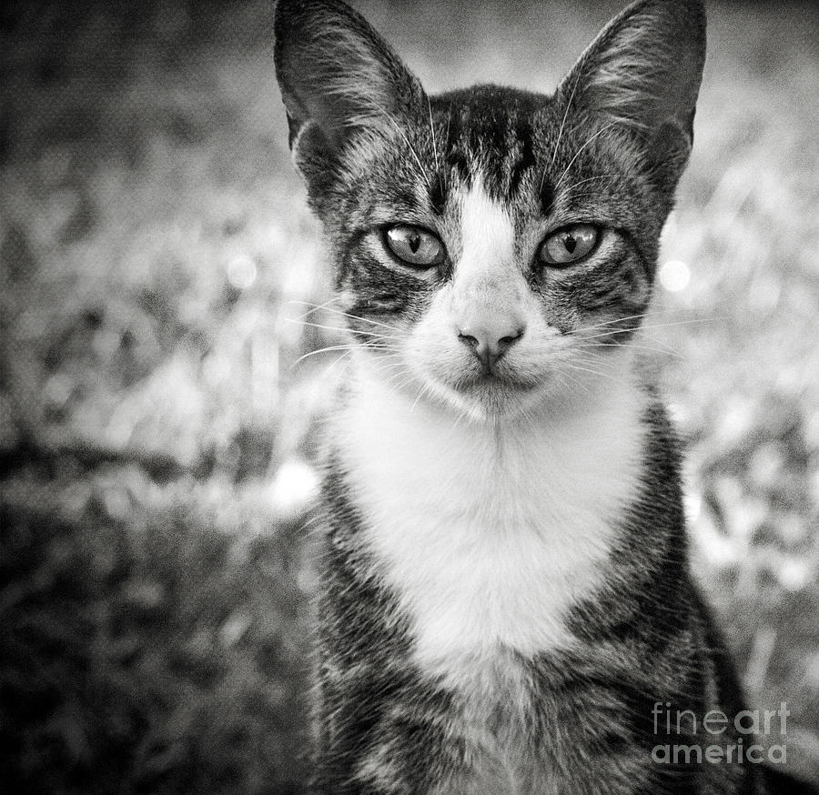 Black And White Photograph - Meet George by Karen Lewis