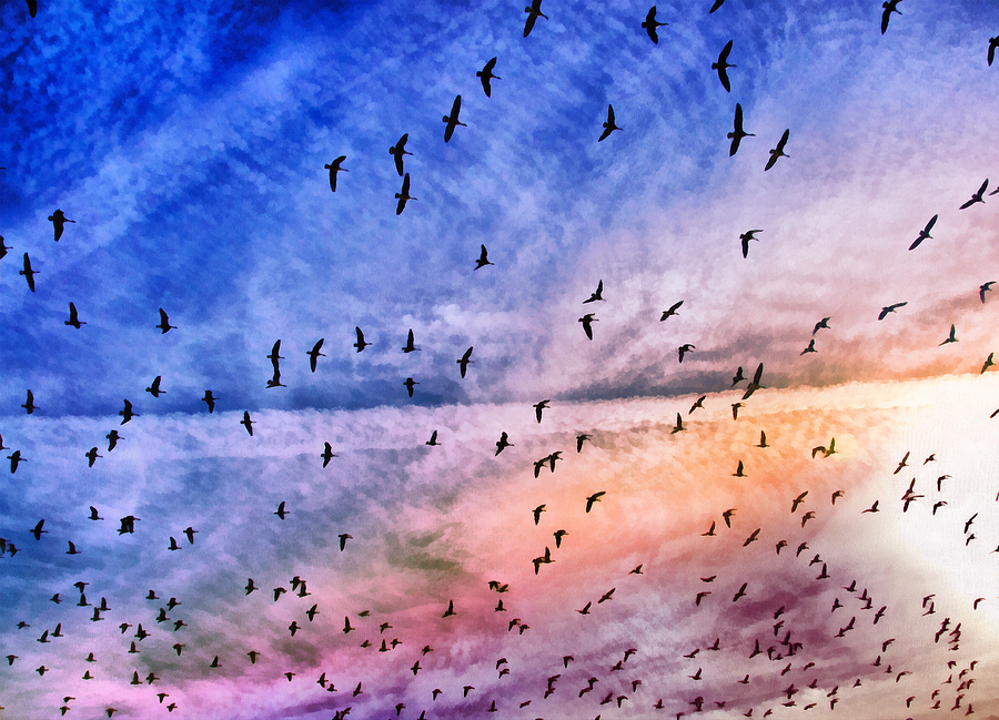 Bird Photograph - Meet Me Halfway Across The Sky 2 by Angelina Tamez