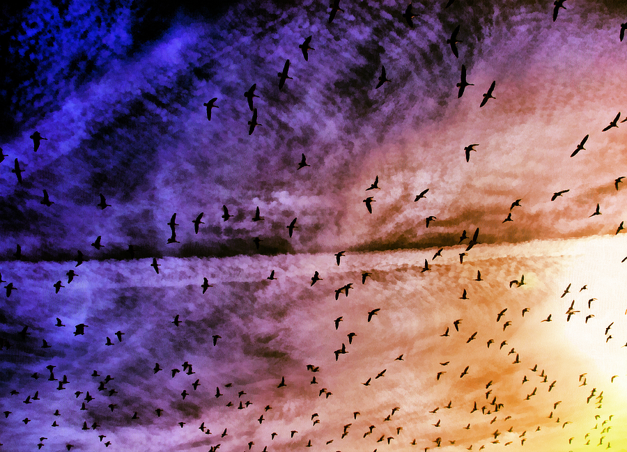 Bird Photograph - Meet Me Halfway Across The Sky 3 by Angelina Tamez