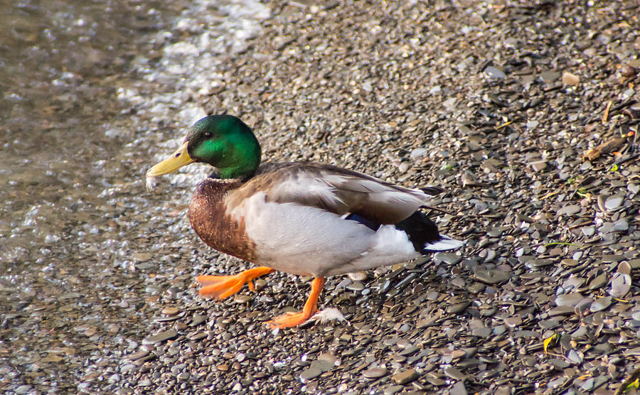 Meet Mr. Quack - A Mallard Duck Photograph by Photographic Arts And Design Studio