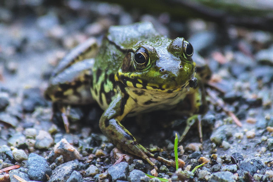 Meet the frog Photograph by Eti Reid