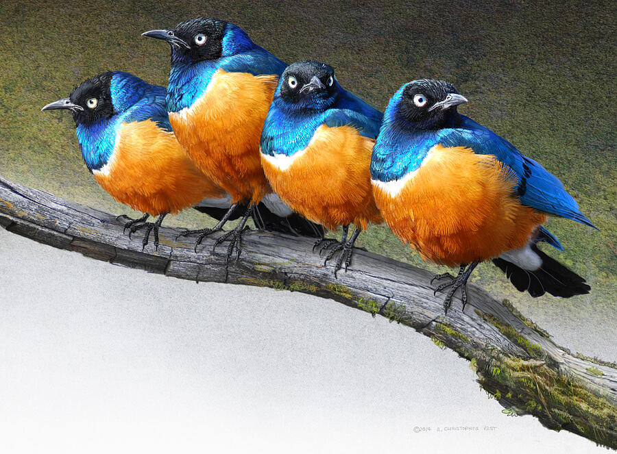 Bird Painting - Meet The Snarkers Superb Starlings by R christopher Vest