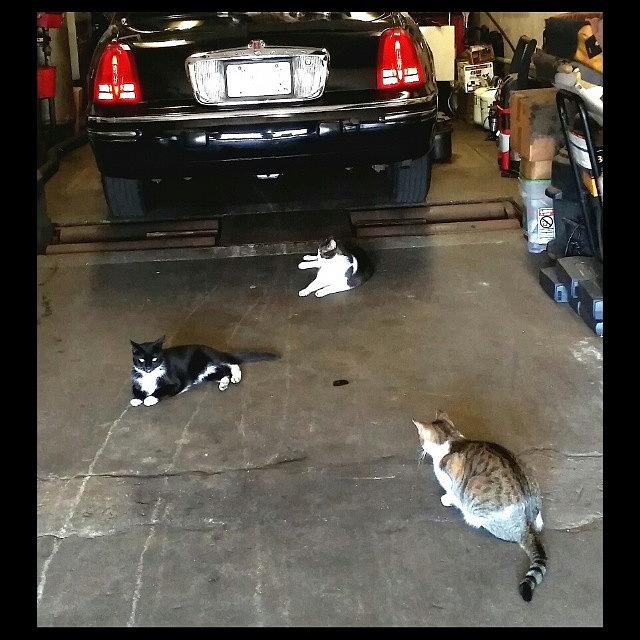 Cat Photograph - Meeting in Garage by Natalia Weiss
