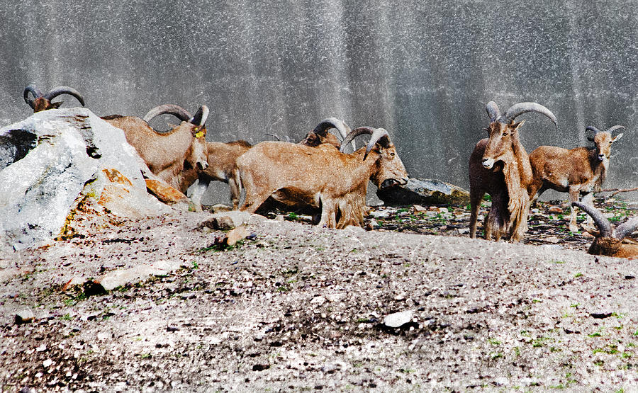 Barbary Sheep Photograph - Meeting of Barbary Sheep by Miroslava Jurcik