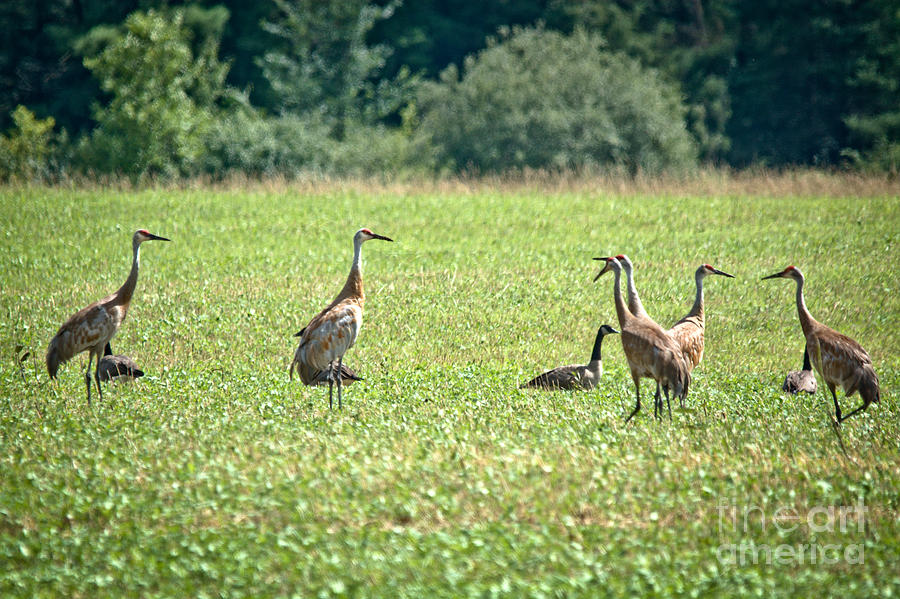 Meeting of the Cranes Photograph by Cheryl Baxter