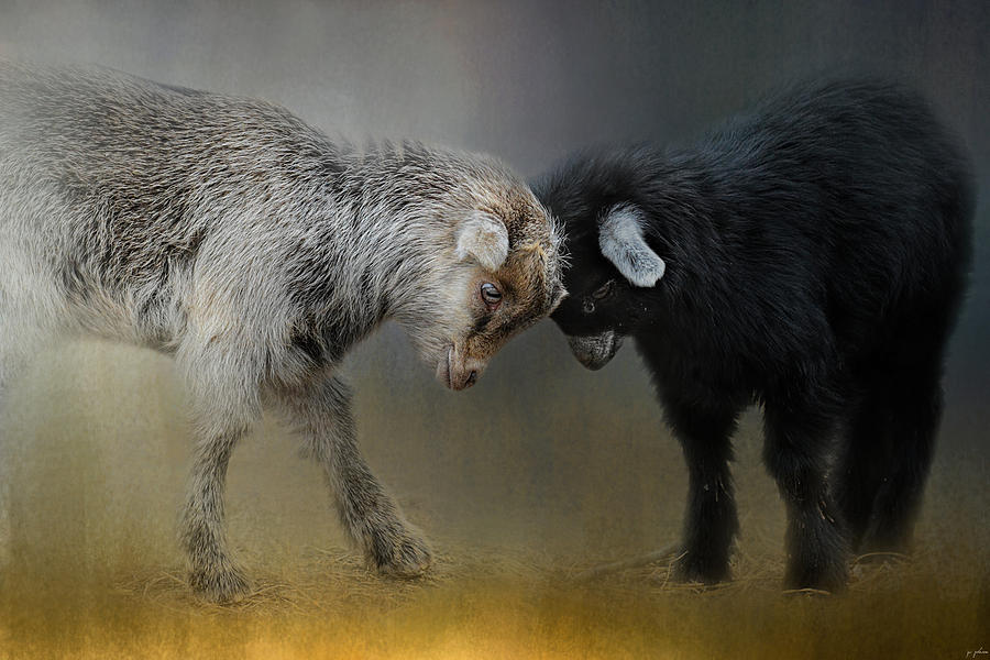 Goat Photograph - Meeting Of the Minds by Jai Johnson