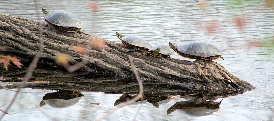 Meeting On The Log Photograph by Bonfire Photography
