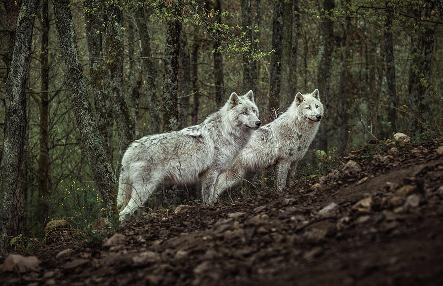 Wolves Photograph - Meeting With White Wolves by Ronan Siri