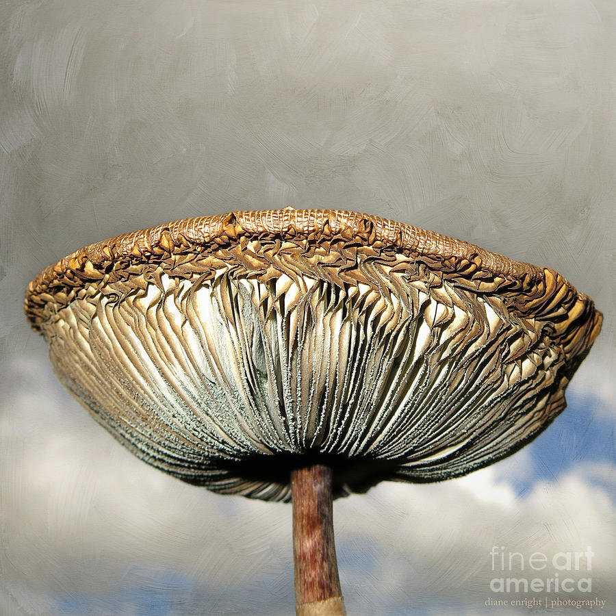 Mega Mushroom II Photograph by Diane Enright