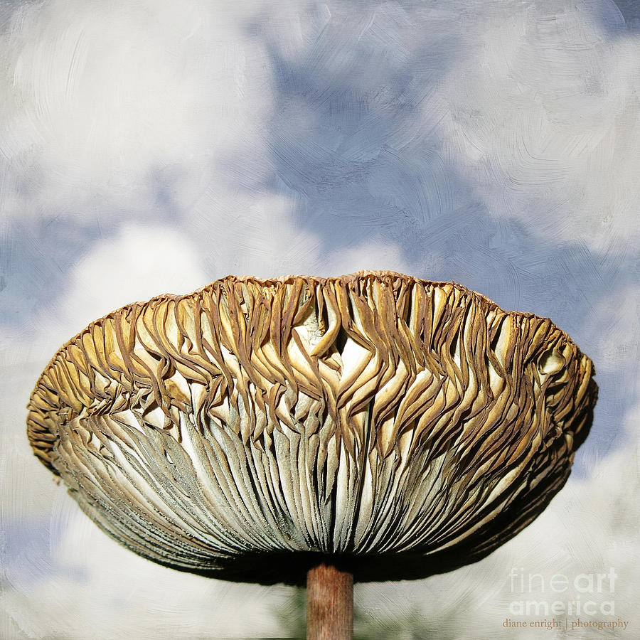 Mega Mushroom III Photograph by Diane Enright