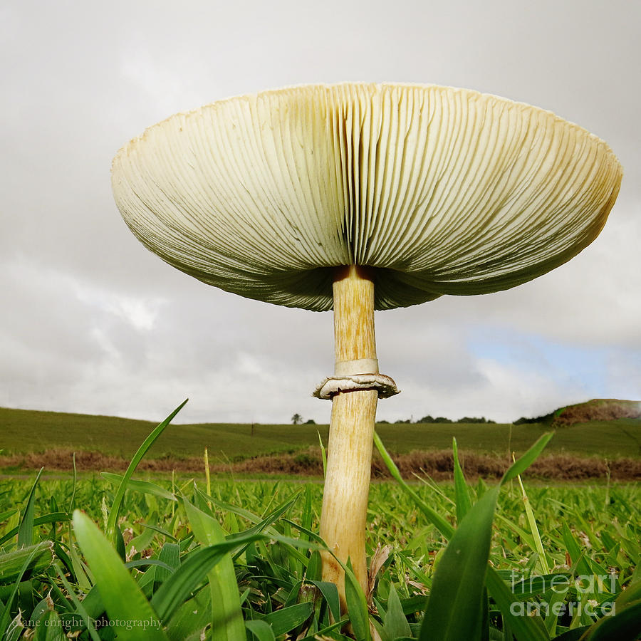 Mega Mushroom IV Photograph by Diane Enright