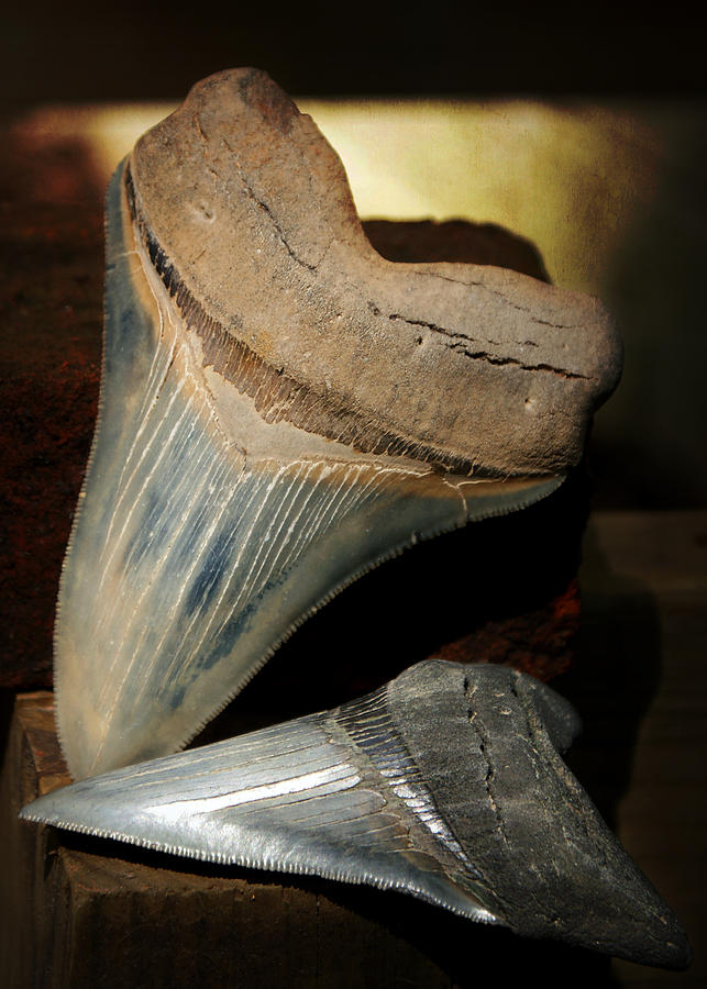 Megalodon Fossil Shark Teeth Photograph by Rebecca Sherman
