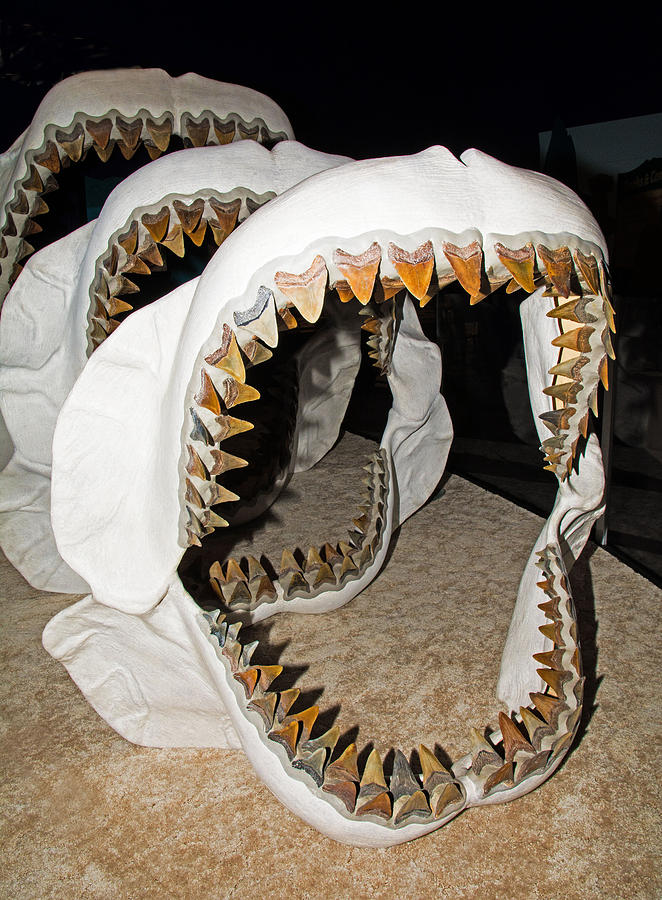 Megalodon Jaws Models Photograph by Millard H. Sharp