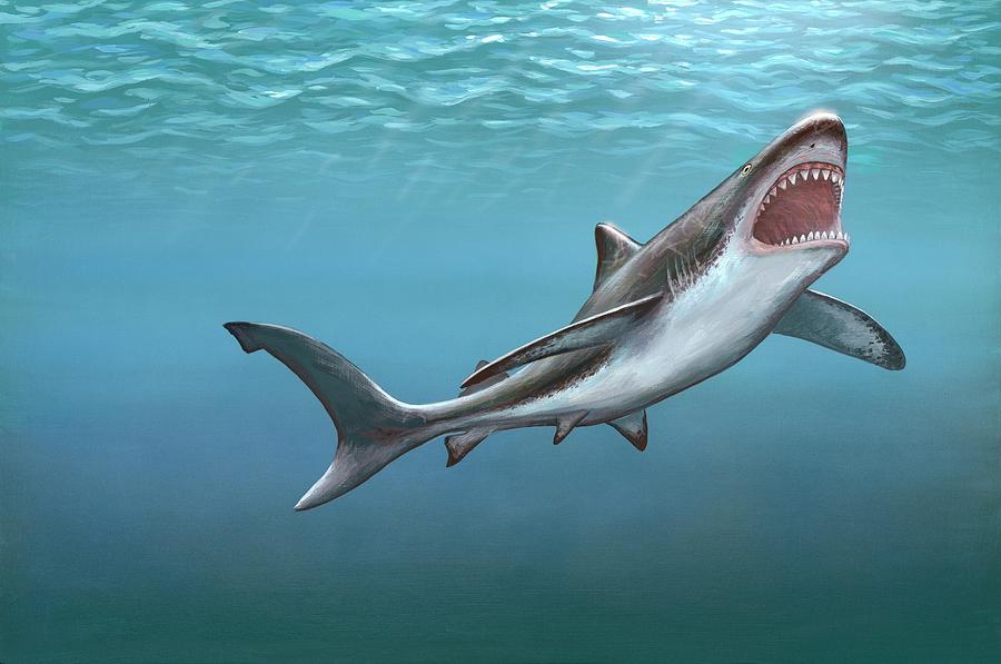 Megalodon Prehistoric Shark Photograph by Richard Bizley