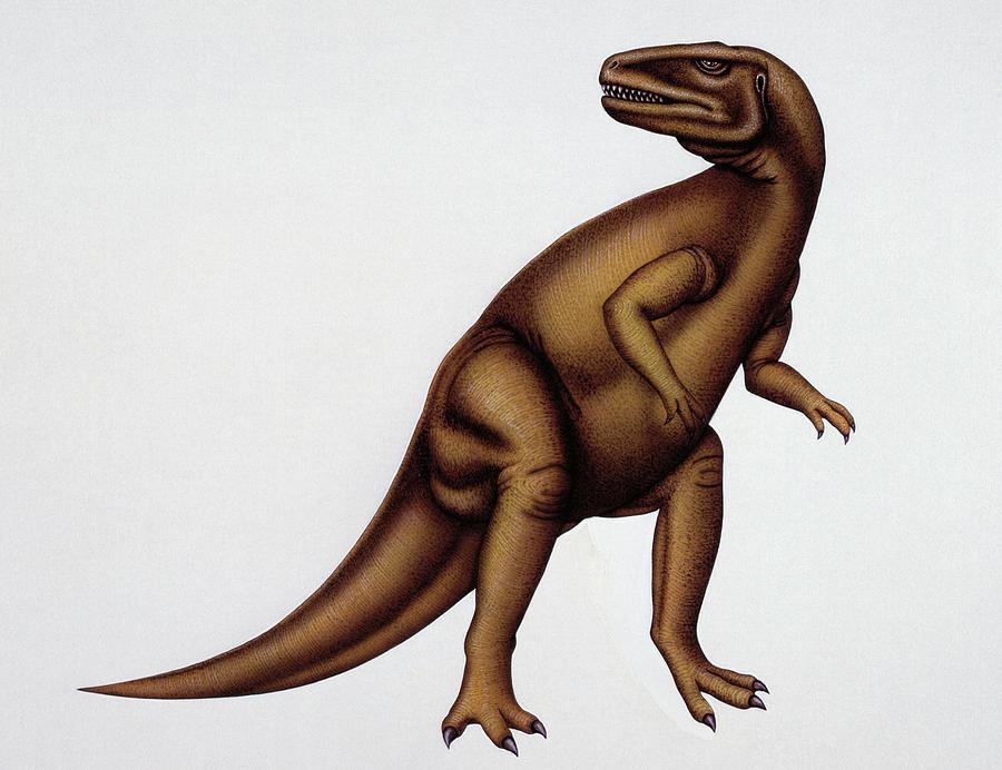 Wildlife Photograph - Megalosaurus by Deagostini/uig/science Photo Library