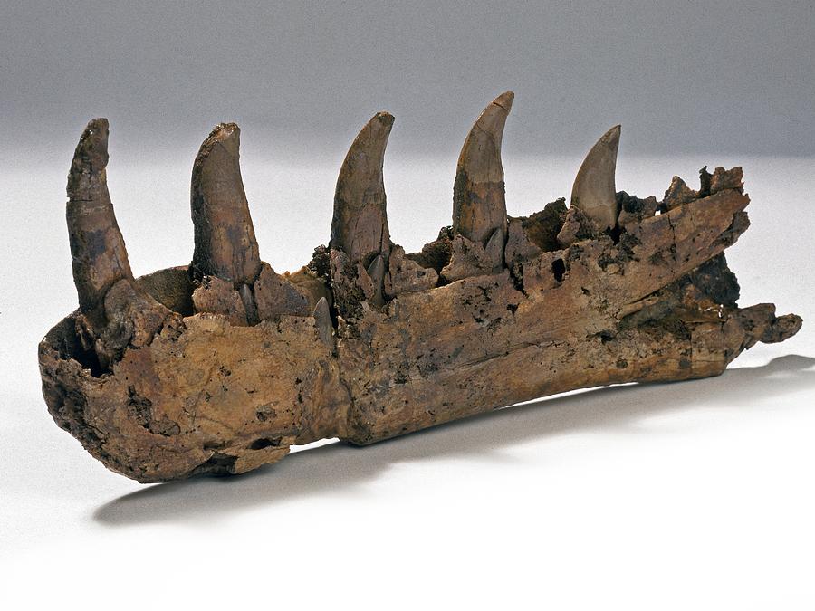Megalosaurus dinosaur jaw Photograph by Science Photo Library