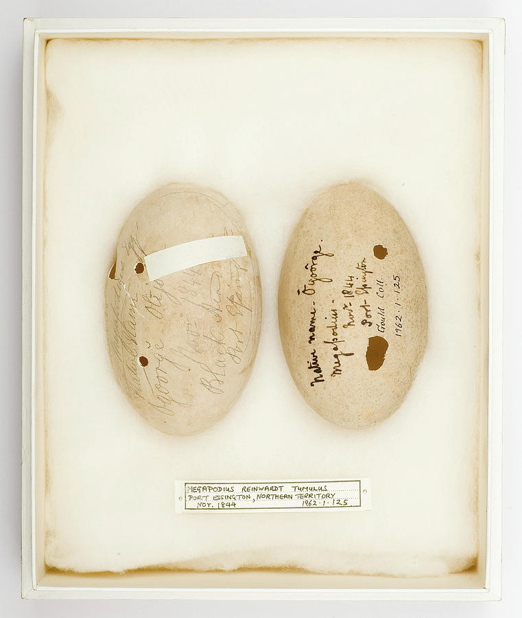 Megapodius Reinwardt Tumulus Eggs Photograph by Natural History Museum, London