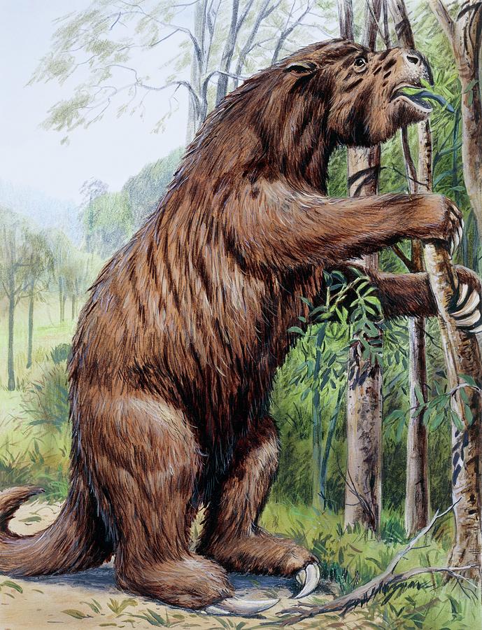 Megatherium Photograph by Michael Long/science Photo Library