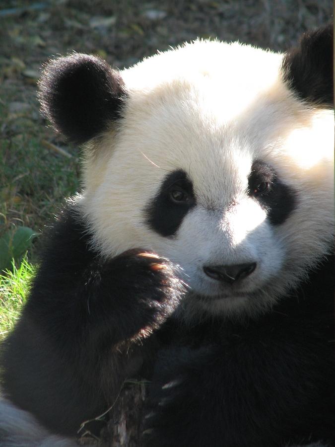 Mei Lan Giant Female Panda Photograph by Cleaster Cotton