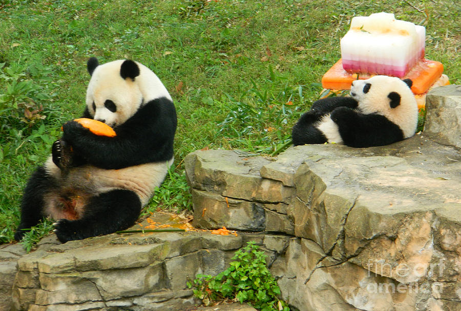 Mei Xiang and Bao Bao In Celebration Photograph by Emmy Vickers