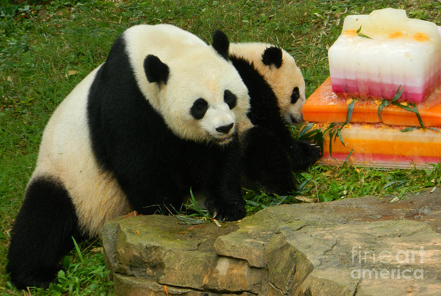 Mei Xiang and Bao Bao the Pandas Photograph by Emmy Vickers