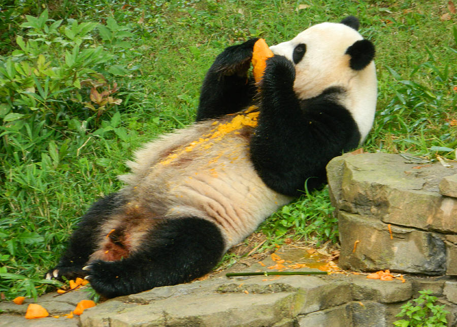 Mei Xiang Chowing On Frozen Treat Photograph by Emmy Marie Vickers