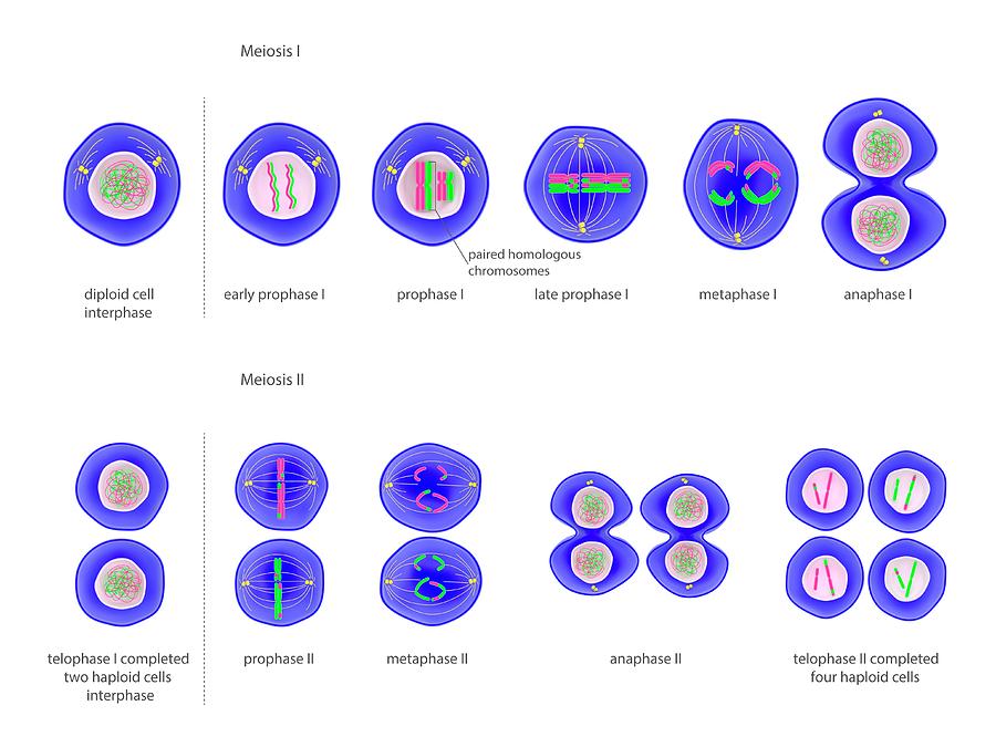 Meiosis Cell Division Photograph by Science Photo Library