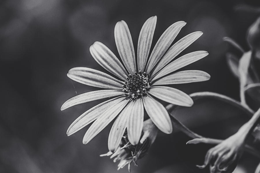 Black And White Photograph - Melancholia by Loredana Isac