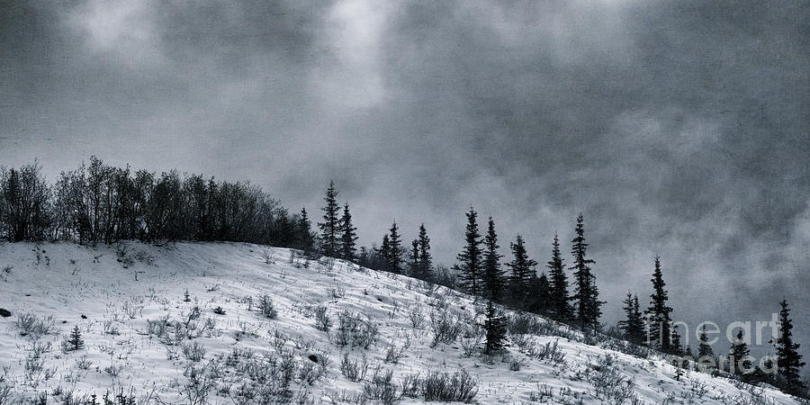 Winter Photograph - Melancholia Pines And Trees by Priska Wettstein