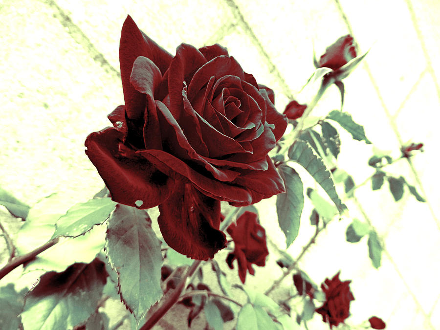 Melancholy Rose Photograph by Shawna Rowe