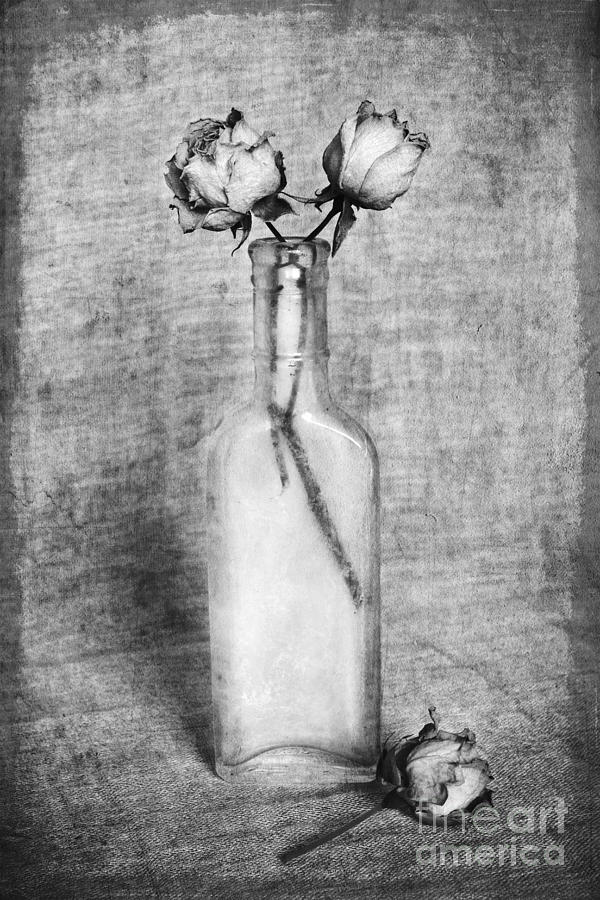 Melancholy Roses Photograph by Elena Nosyreva