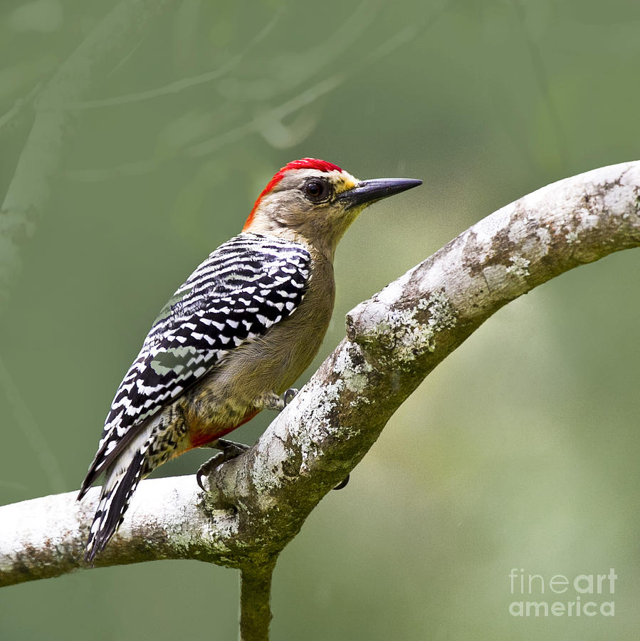 Woodpecker Photograph - Melanerpes rubricapillus - dp by Heiko Koehrer-Wagner