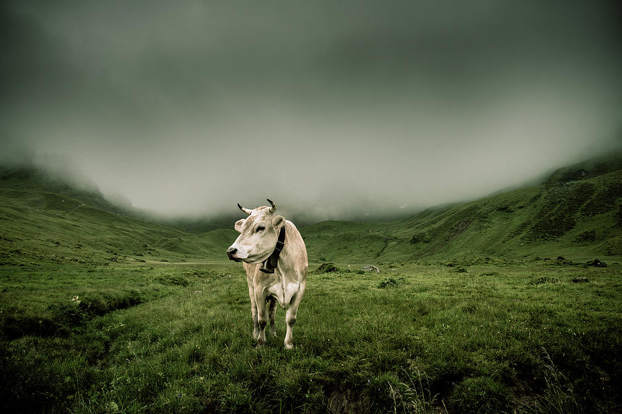 Melchsee-frutt  Cow Photograph by Didier Baertschiger