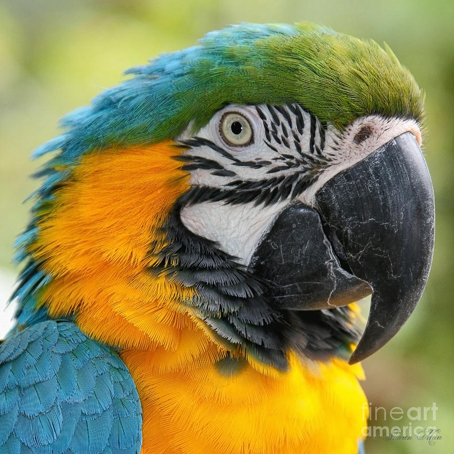 Macaw Photograph - Mele E Manono la ea Macao by Sharon Mau
