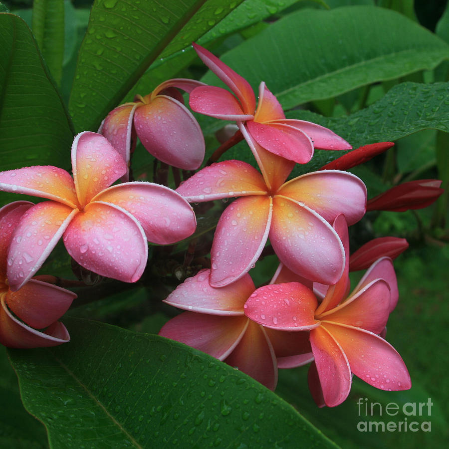 Flower Photograph - Melia Hae Hawaii Pink Tropical Plumeria Keanae by Sharon Mau