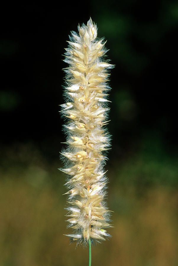 Melic Grass (melica Transsilvanica) Photograph by Science Photo Library ...