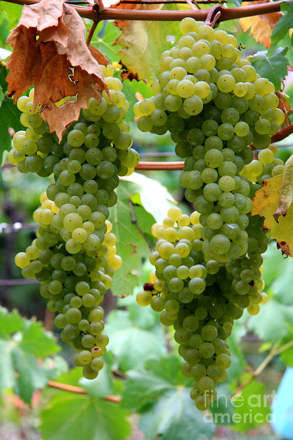 Mellow Grapes Photograph by Christiane Schulze Art And Photography