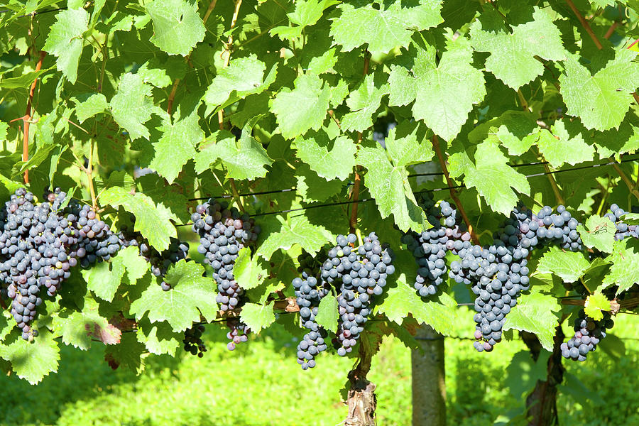 Mellow Grapes In A Vineyard Photograph by Typo-graphics