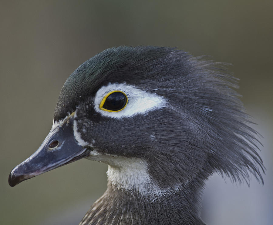 Hen Wood Duck Photograph - Mellow by Rob Mclean 