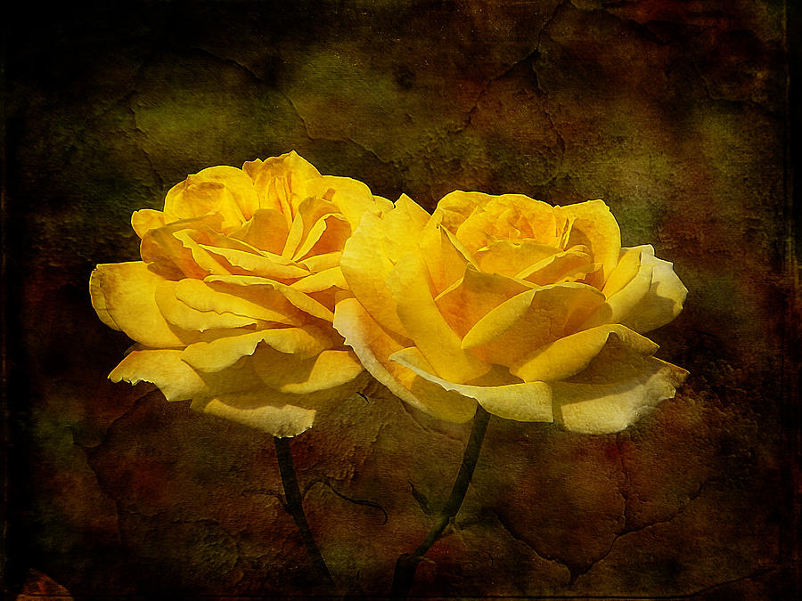 Mellow Yellow Photograph by Blair Wainman