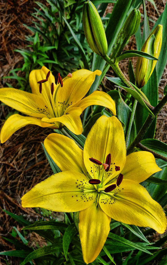 Flower Photograph - Mellow Yellow by Dave Bosse