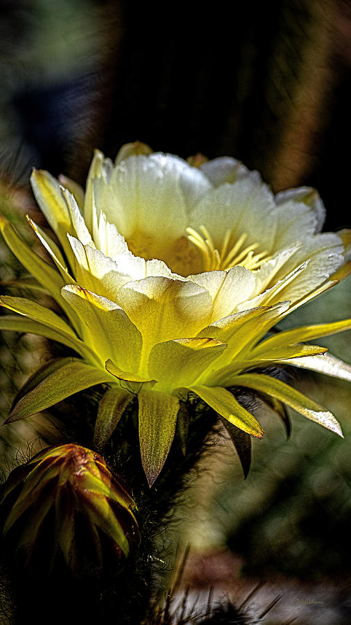 Mellow Yellow Echinopsis Photograph by Julie Palencia