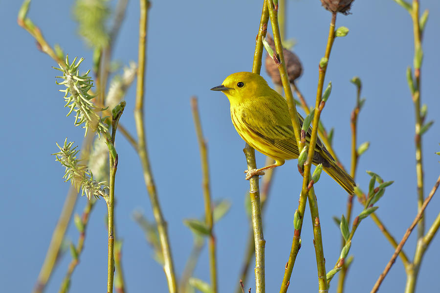 Warbler Photograph - Mellow Yellow by Lynn Cleveland