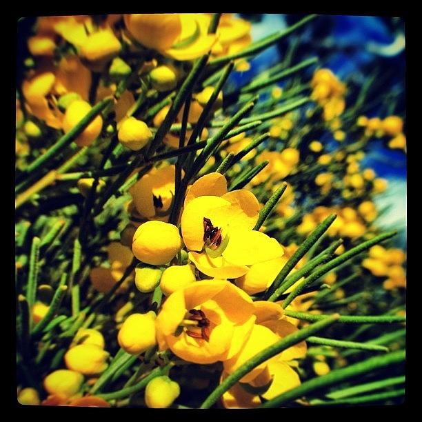 Nature Photograph - Mellow Yellow... #macro #igaddict by Jenn Waite