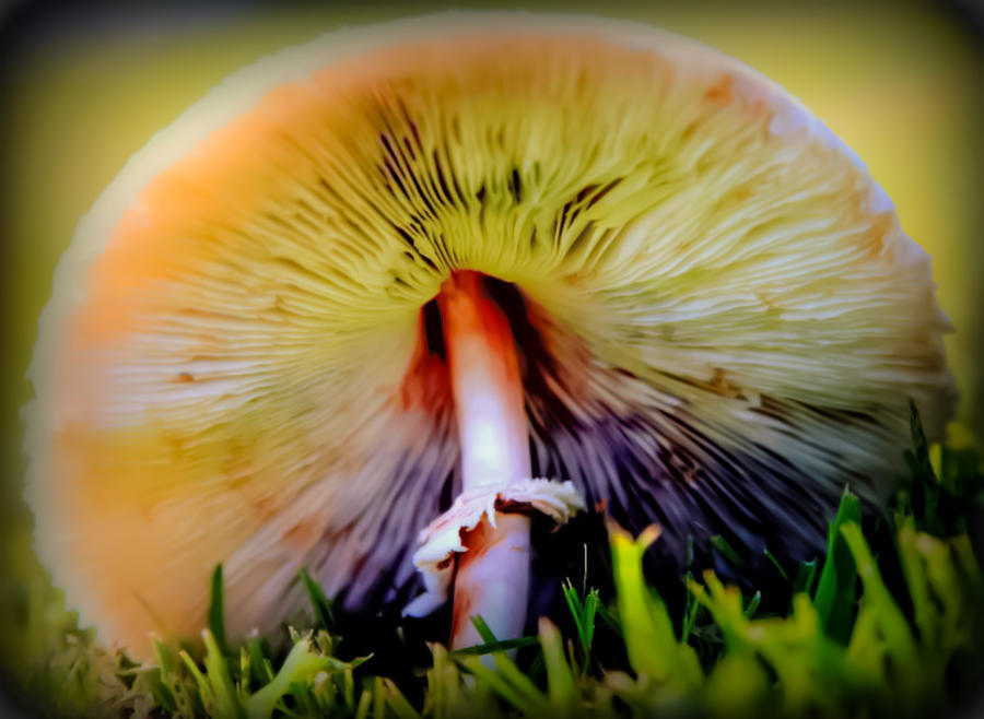 Psycho Movie Photograph - Mellow Yellow Mushroom by Karen Wiles