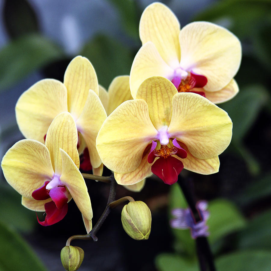 HAPPINESS ORCHIDS Landers CA Photograph by William Dey
