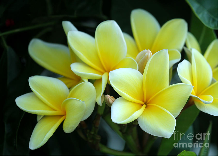 Mellow Yellow Plumeria Photograph by Sabrina L Ryan